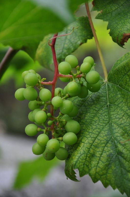 Viinirypäleitä ulkosaaristossa