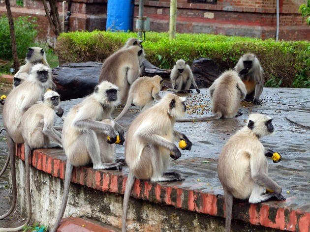 Kuvassa lauma ruotsalaisia apinoita. Kaikille on saatu hommattua banaani. 